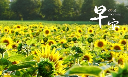適合早上發(fā)朋友圈的正能量早安文案80句