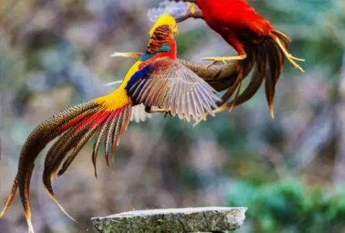 山雞與鳳凰.jpg