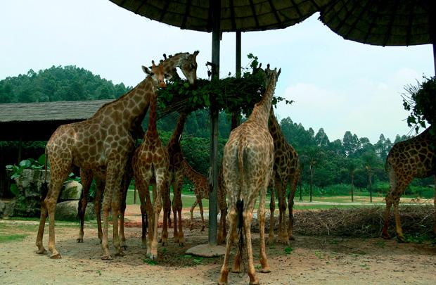 游野生動物園.jpg