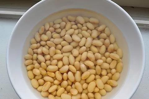 泡豆子觀察日記