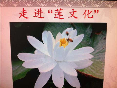 蓮文化.jpg