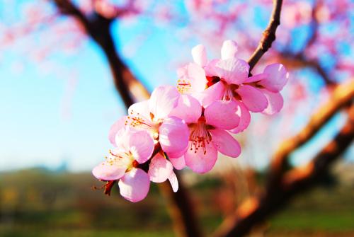 春暖花開時.jpg