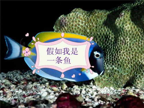 我是一條魚.jpg